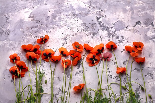 Rote wilde Mohnblumen auf grauem Stein