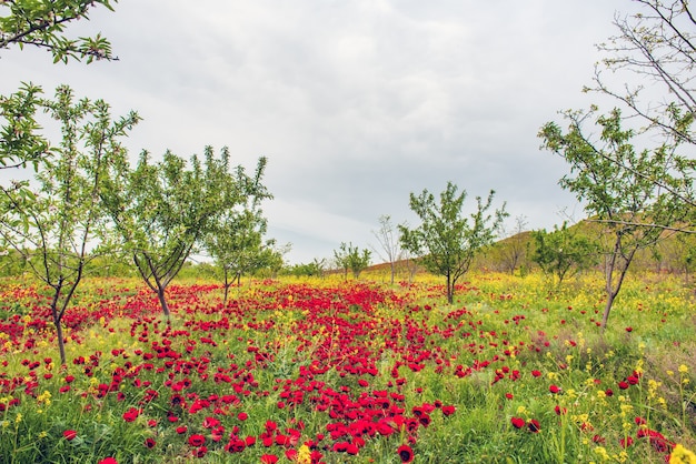 Rote wilde Mohnblumen im Obstgarten