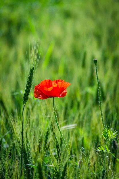 Rote wilde Mohnblumen in einem Weizenfeld