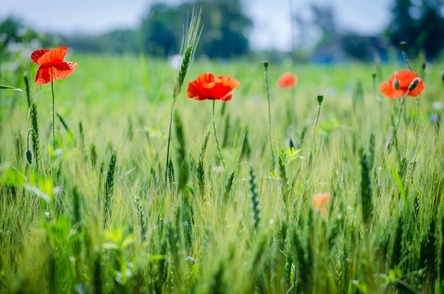 Rote wilde Mohnblumen in einem Weizenfeld