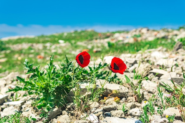 Rote wilde Mohnblumen zwischen den Steinen im Hochland