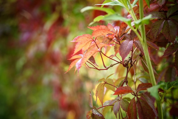 Rote wildem Wein Blätter auf Drahtzaun im Herbst