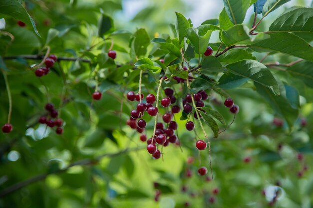 Rote Wildkirschbeeren auf einem Baum, umgeben von grünen Blättern