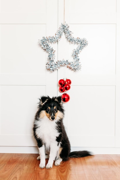 Foto rote wohnkultur des sterns und der kugeln, die für neujahr und weihnachten, hintergrund, glänzendes welpenhundesitzen verwurzelt