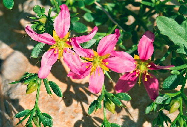 Rote Wüstenblumen hautnah