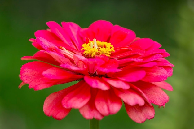 Rote Zinnia-Blüte im Garten Landschaftsbau Nahaufnahme