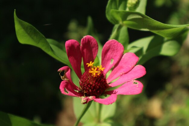 Foto rote zinniablüten auf einem natürlichen grünen hintergrund