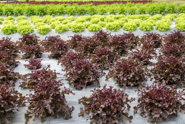 Roteiche in Salatplantage