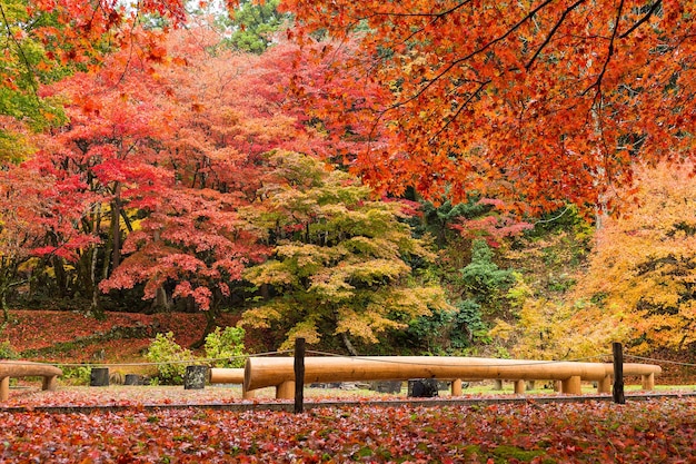 Roter Ahornbaum im japanischen Tempel