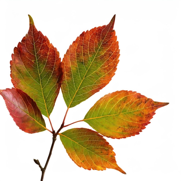 roter Ahornblatt isolierter weißer Hintergrund