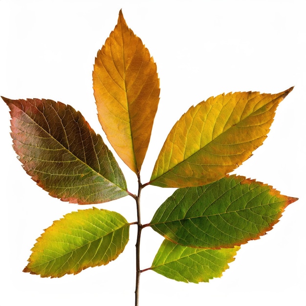 roter Ahornblatt isolierter weißer Hintergrund