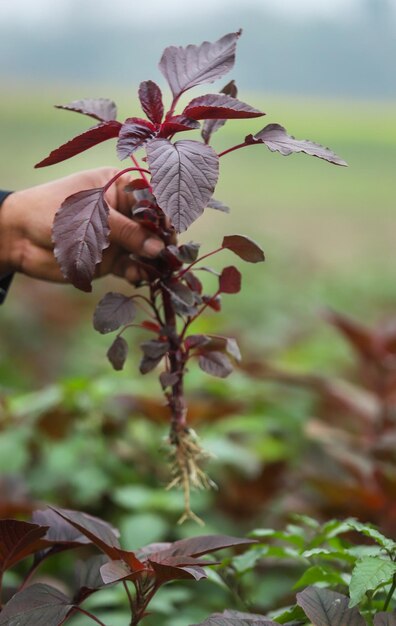 Roter Amaranth frisch geerntet