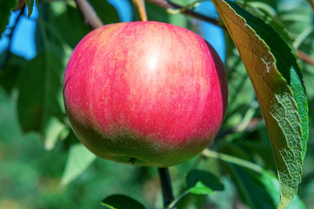 Roter Apfel am Baum, Apfelbaum