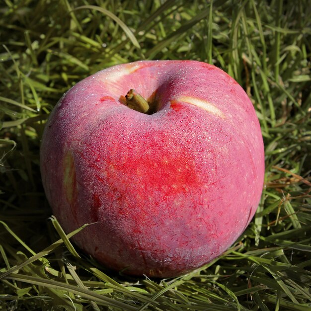 Roter Apfel auf grünem Gras, Herbsternte