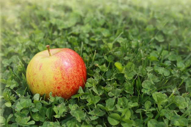 Roter Apfel auf grünem Gras