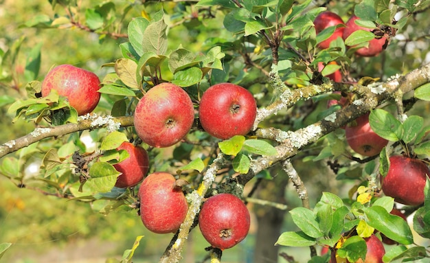 Roter Apfel im Baum