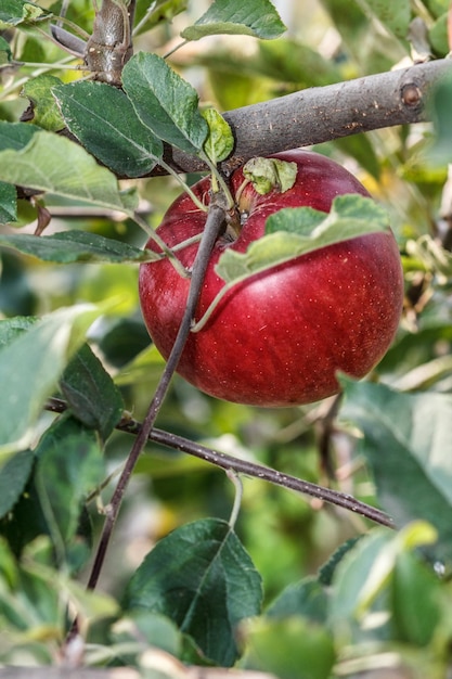 Roter Apfel reift auf dem Ast im Obstgarten