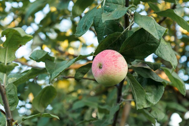 Roter Apfel reift auf einem Ast im Obstgarten Bio-Lebensmittel