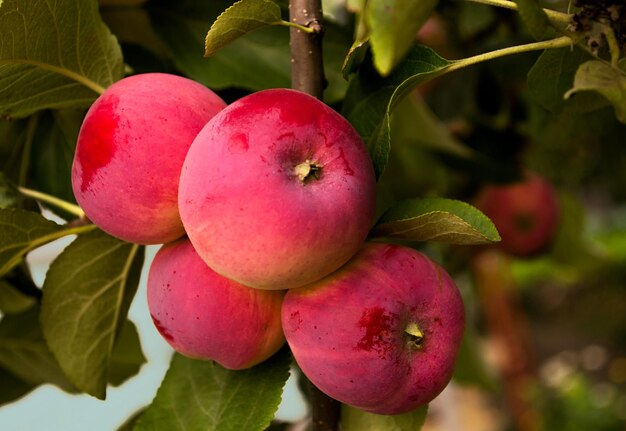 Roter Apple auf grünem Zweig.