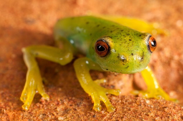 Roter Augen grüner Frosch auf braunem Grund