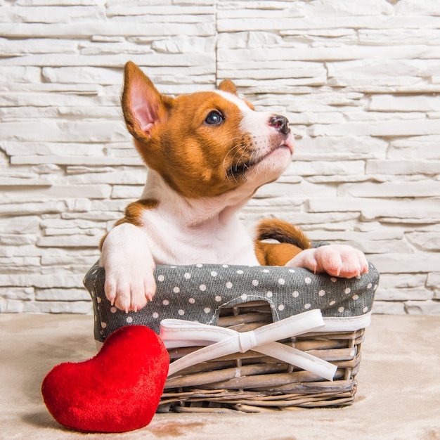 Roter Basenji Hündchen im Korb mit rotem Herzen