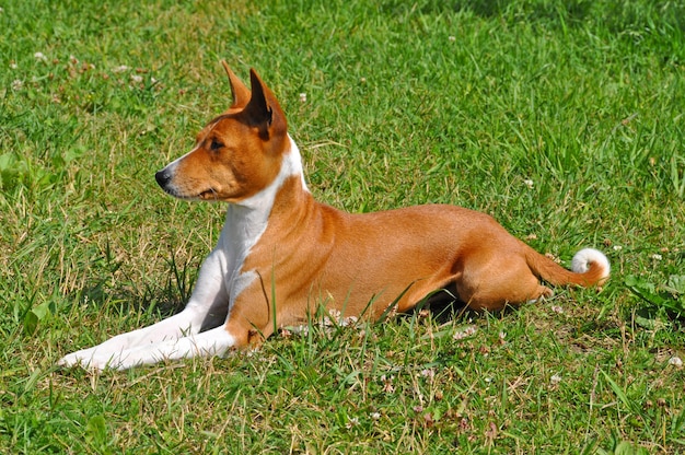 Roter Basenji-Hund sitzt auf grünem Gras