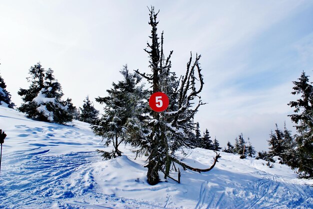 Foto roter baum gegen den himmel im winter