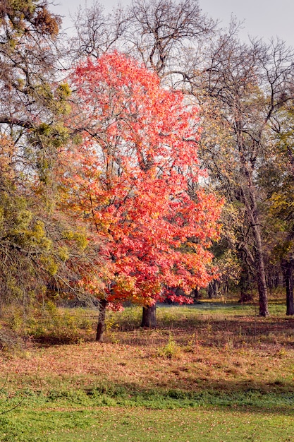 roter Baum in einem Herbstwald