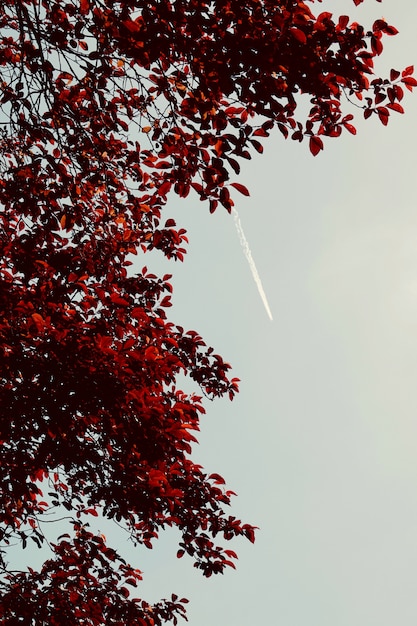 Roter Baum verlässt Beschaffenheit im Frühjahr