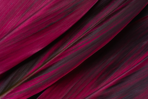 Roter Blatt Cordyline Fruticosa Hintergrund und Platz für Text