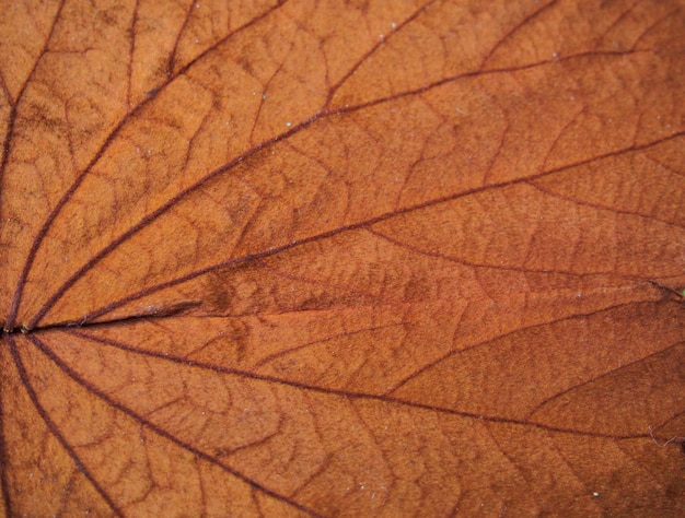 roter Blattbeschaffenheitshintergrund