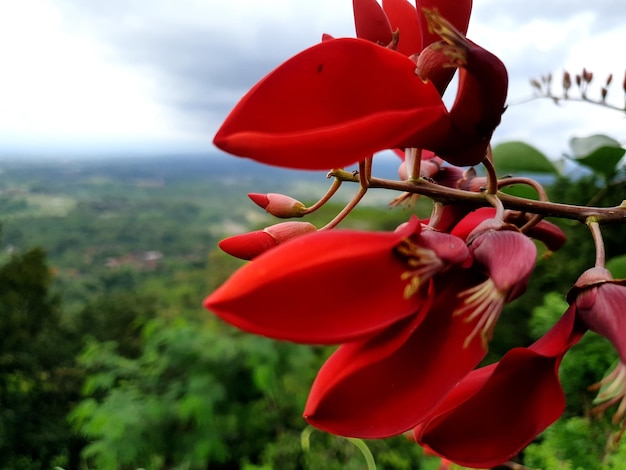 Roter Blumenhintergrund schöne Natur, die Frühlingsnaturdesign-Sonnenpflanze tont