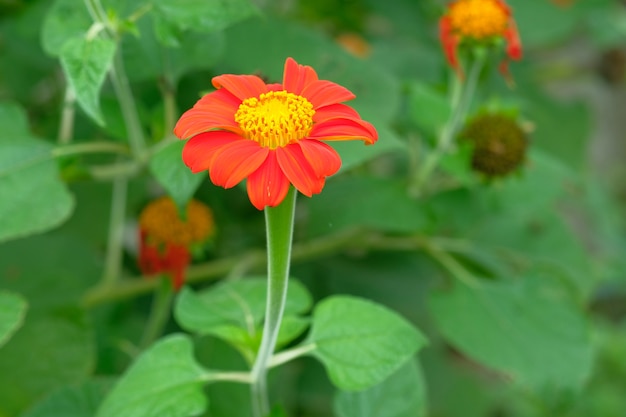 roter Blumenhintergrund