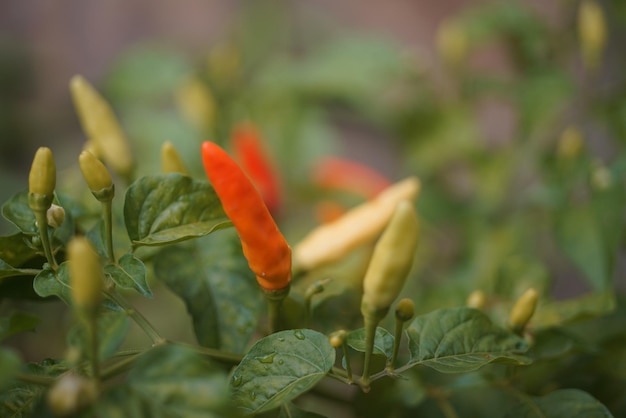 Foto roter chili-pfeffer