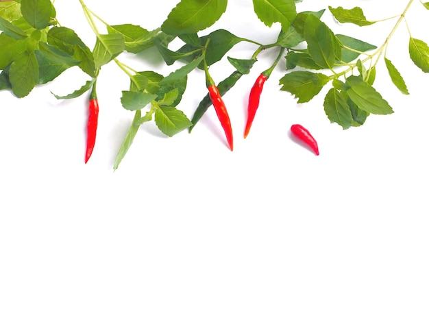 Roter Chili und grüne Basilikumblätter auf weißem Hintergrund