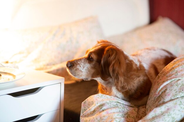 Roter Cockerspaniel auf dem Bett