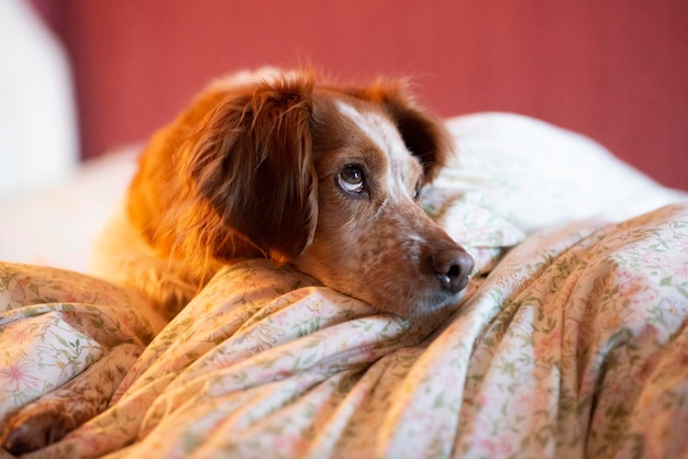 Roter Cockerspaniel auf dem Bett