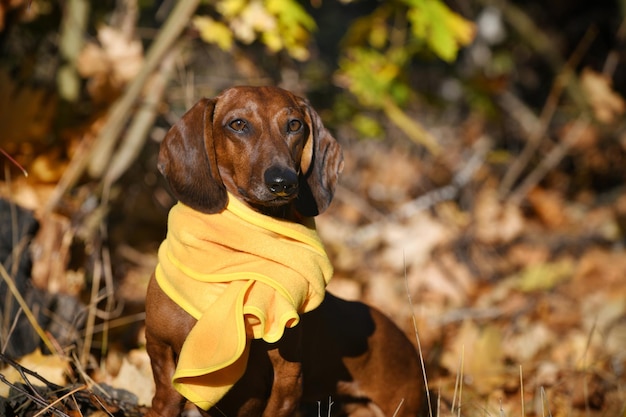 Roter Dachshund in einem gelben Schal im Wald