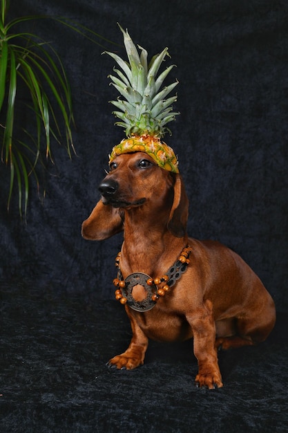 Roter Dachshund mit Ananashut auf dem Kopf