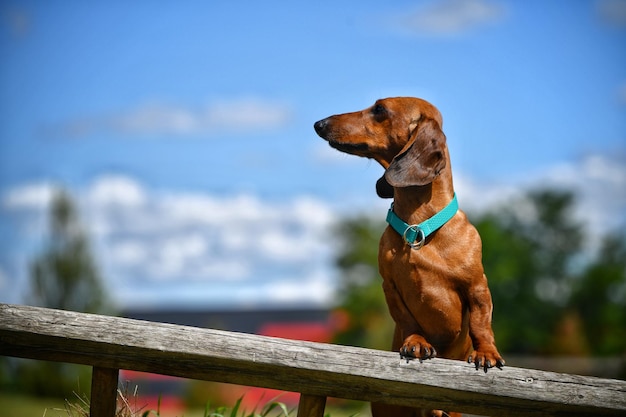 Roter Dachshund steht auf einem Baumstamm im Park