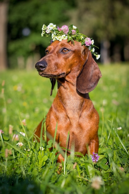 roter Dackel Hund sitzt in Blumen