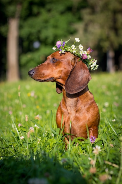 roter Dackel Hund sitzt in Blumen