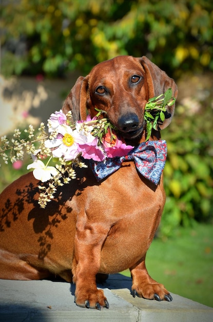 Roter Dackel mit Blumen in den Zähnen