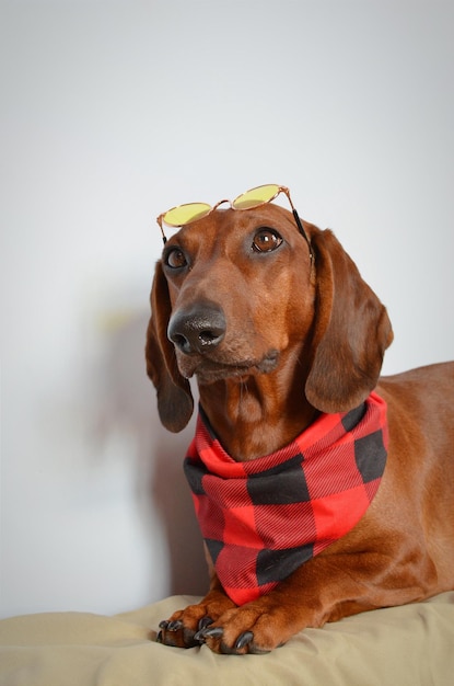 Roter Dackel mit Brille auf dem Kopf