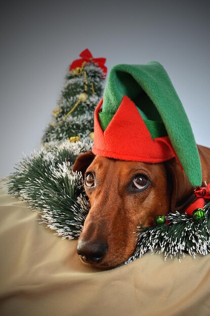 Roter Dackel verkleidet als Elf zu Weihnachten