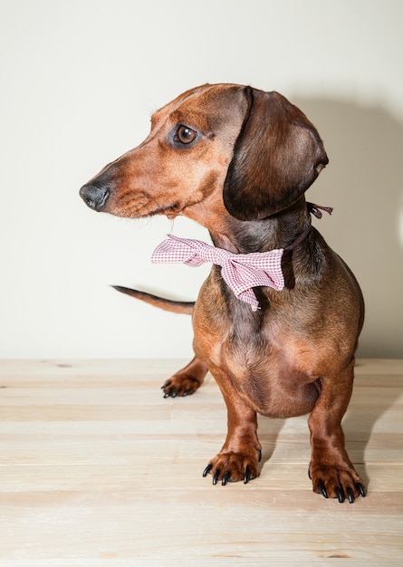 Roter Dackelhund mit Sonnenbrillen oder Fliegenschals