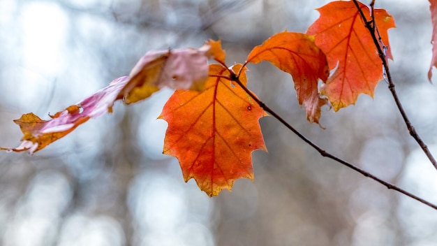 Roter Eichenzweig mit Herbstlaub auf einem unscharfen Hintergrund