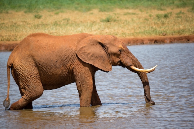 Roter Elefant trinkt Wasser von einem Wasserloch