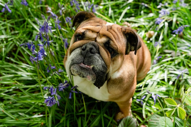 Roter englischer britischer Bulldoggenhund, der nach oben schaut, seine Zunge herausleckt und in den Glockenblumen sitzt