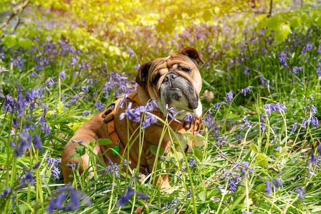 Roter englischer britischer Bulldoggenhund, der nach oben schaut, seine Zunge herausleckt und in den Glockenblumen sitzt